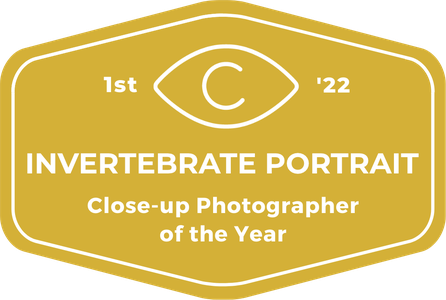 Close-up Photographer of the Year 2022, 1st place, Invertebrate Portrait