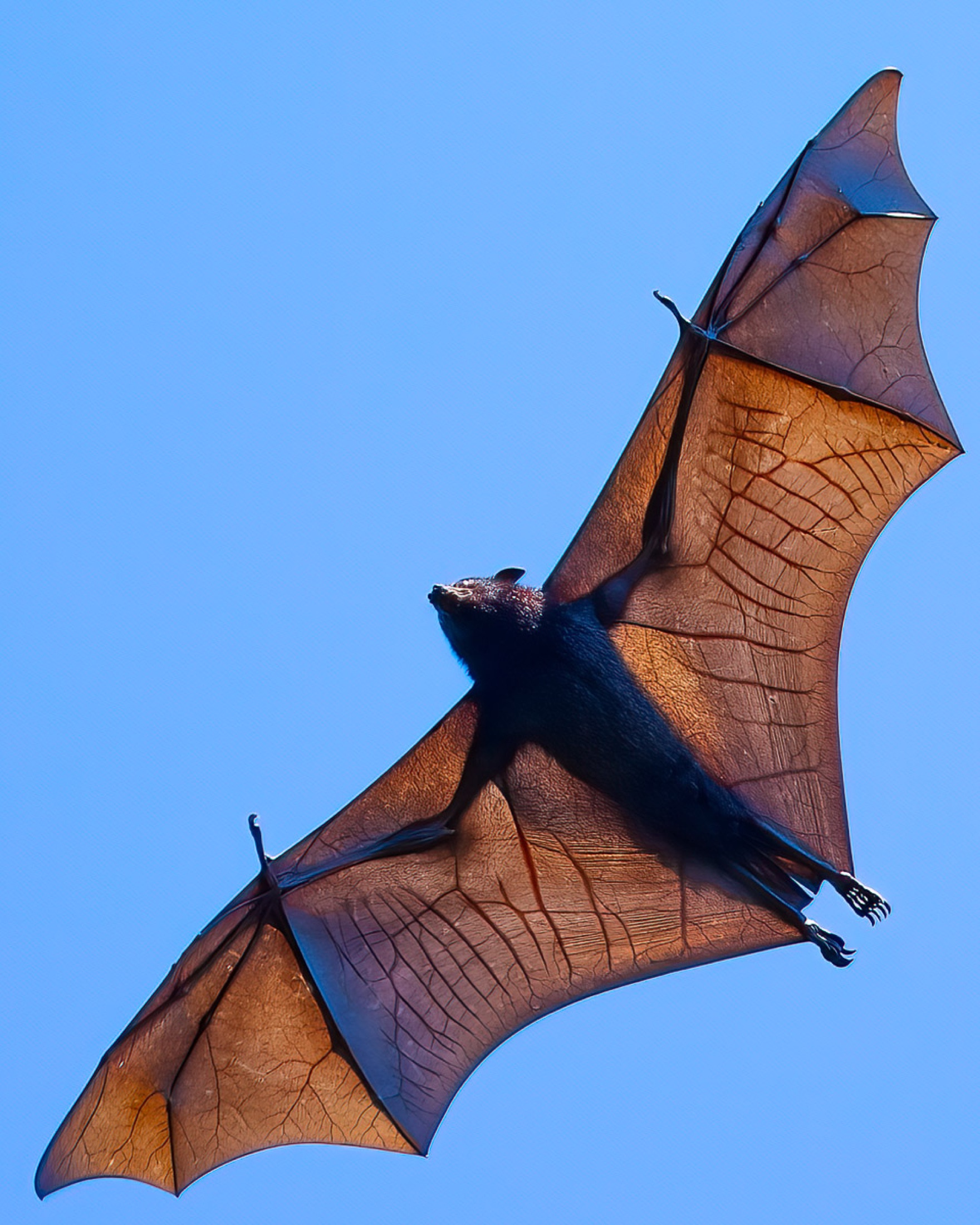 Flying fox in flight against a blue sky · Jamie Hall, Definitive Imaging