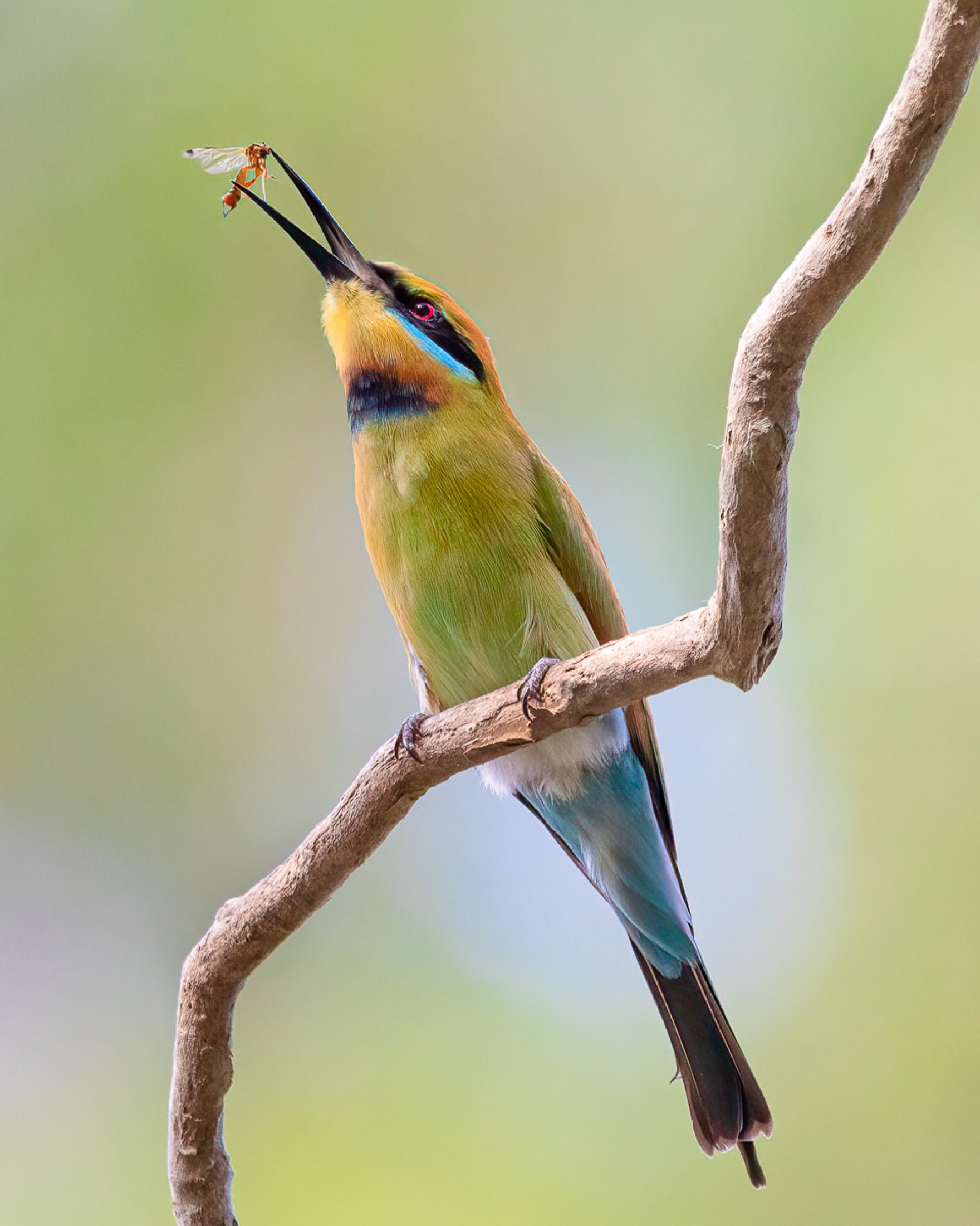 Rainbow bee-eater perched with an insect in its beak · Jamie Hall, Definitive Imaging