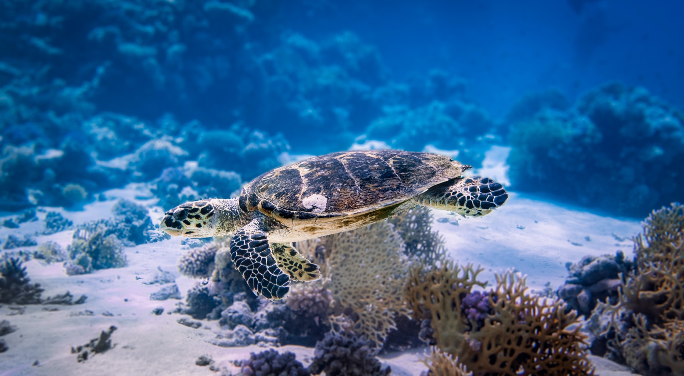 Hawksbill sea turtle swimming over the reef · Jamie Hall, Definitive Imaging