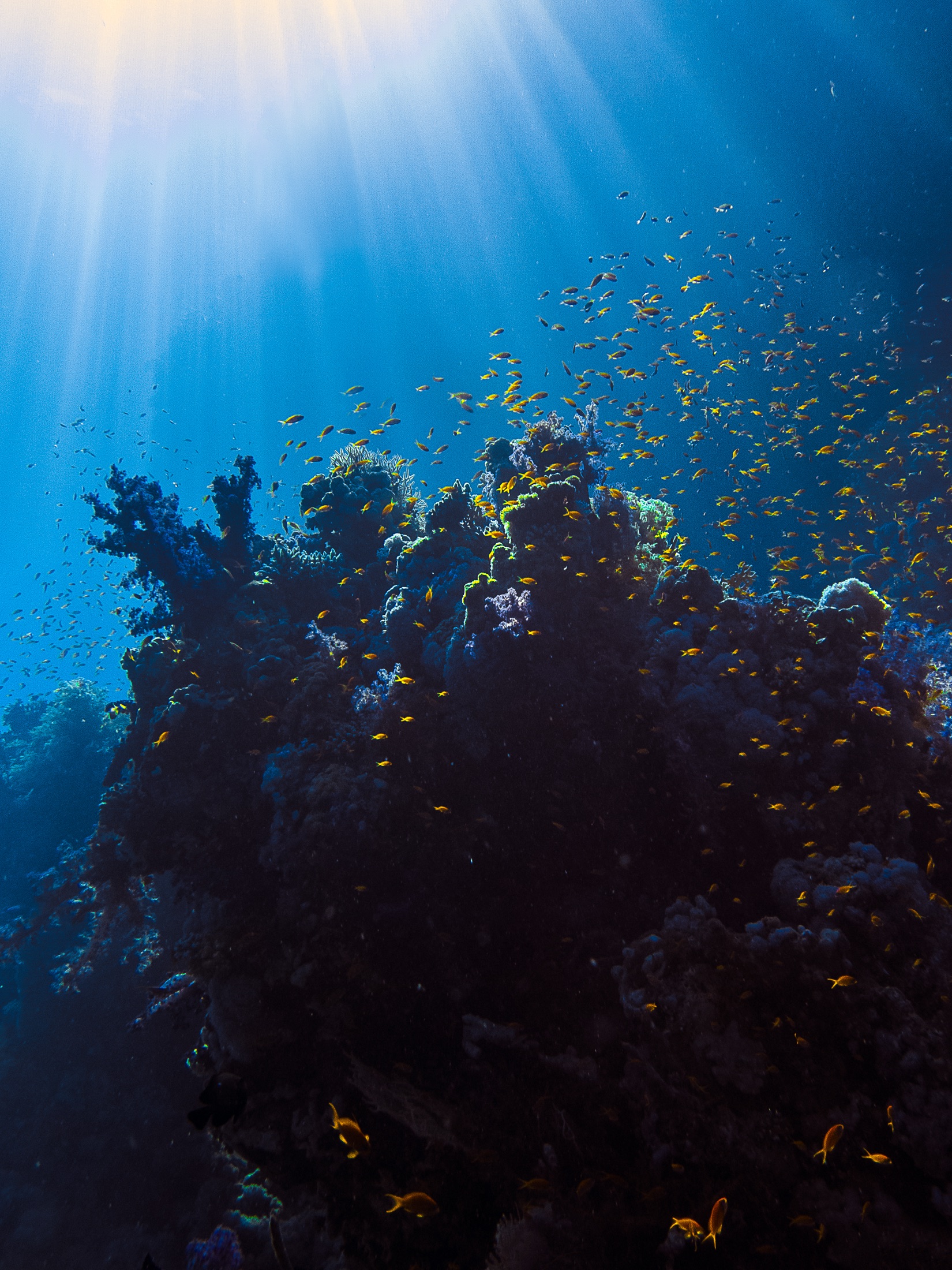 Sun rays falling over a coral reef · Jamie Hall, Definitive Imaging