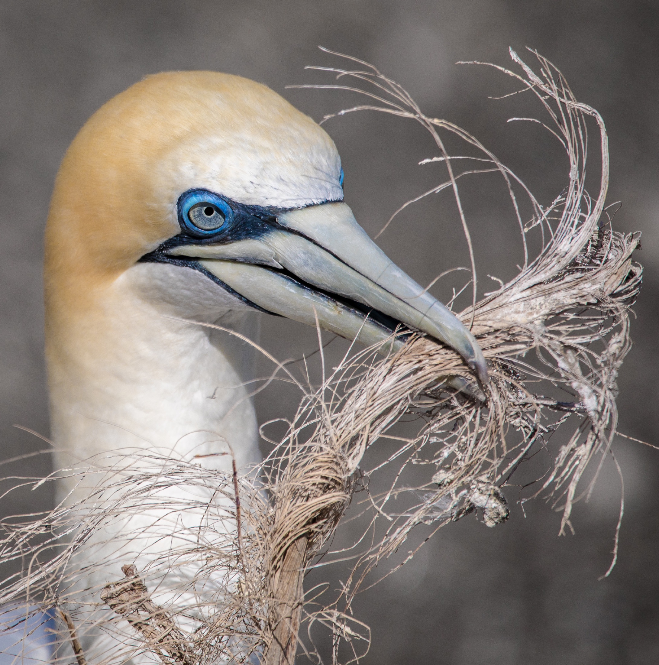 Wildlife photo — cover
